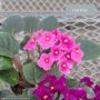 African Violet – 4″ Pot